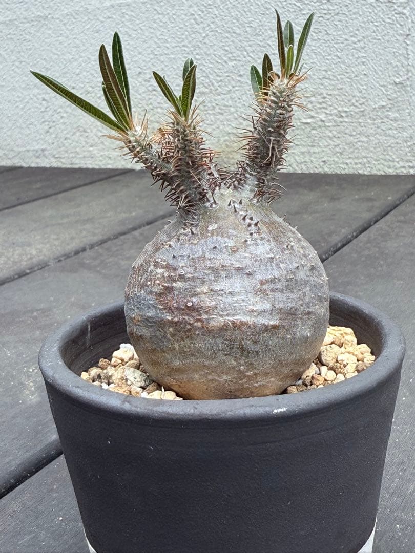 25/5/30出品 まんまるパキポディウムグラキリス(現地球) sou(鉢込み)