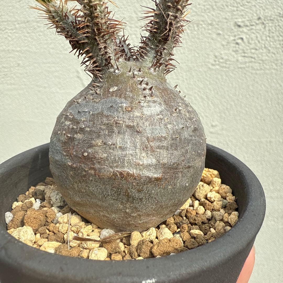 25/5/30出品 まんまるパキポディウムグラキリス(現地球) sou(鉢込み)