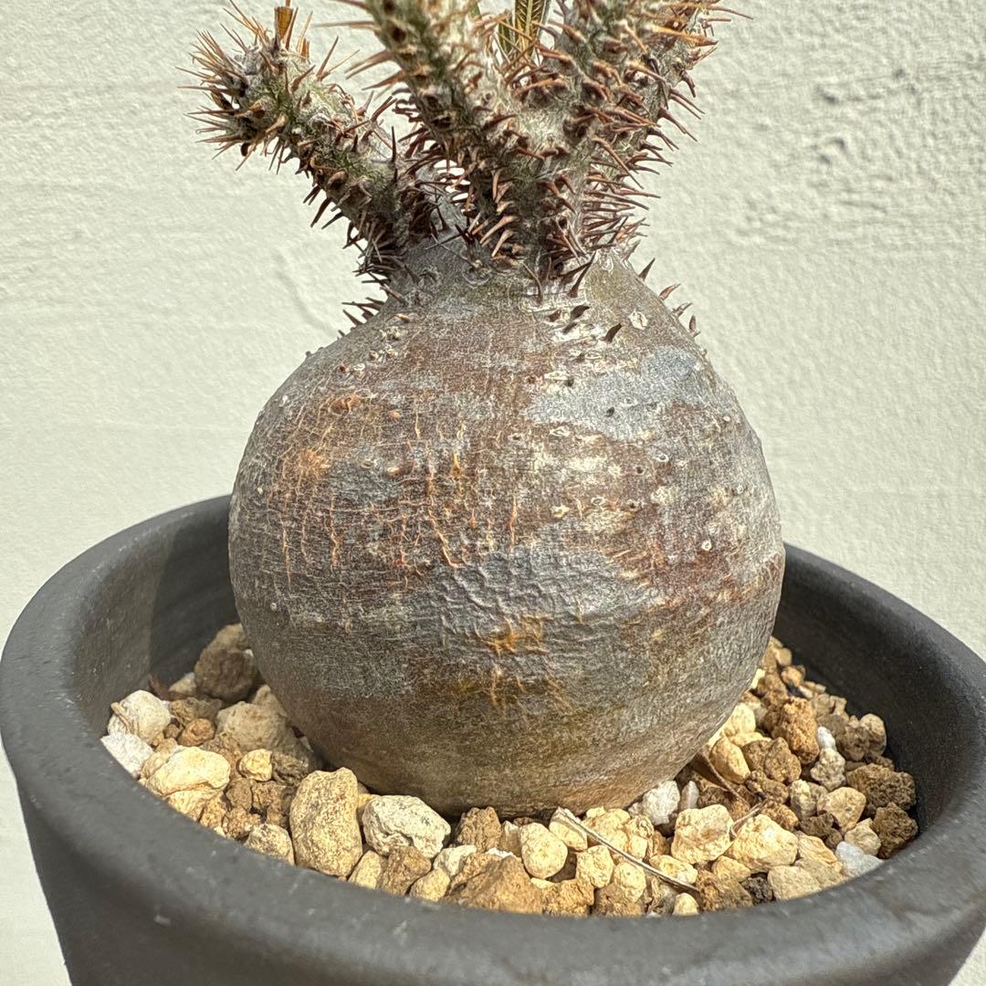 25/5/30出品 まんまるパキポディウムグラキリス(現地球) sou(鉢込み)