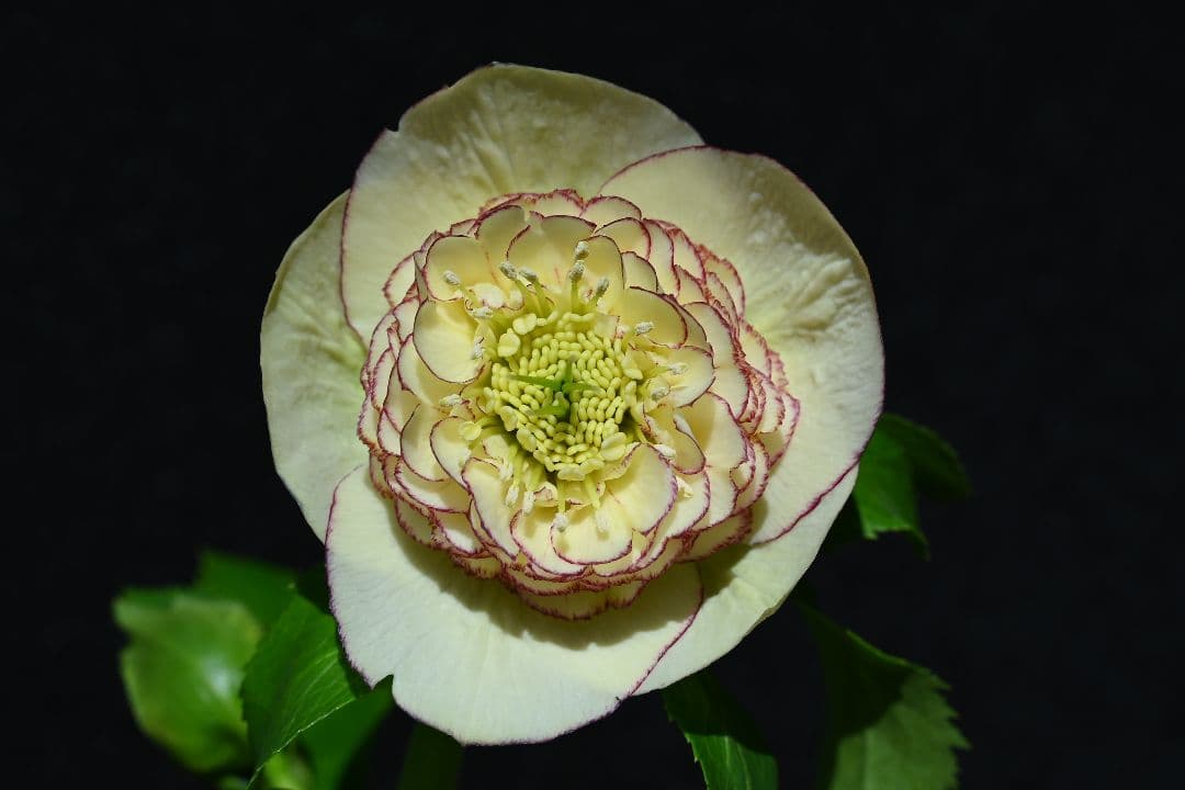 クリスマスローズ　極上！！認定イエローモーリー　加藤農園