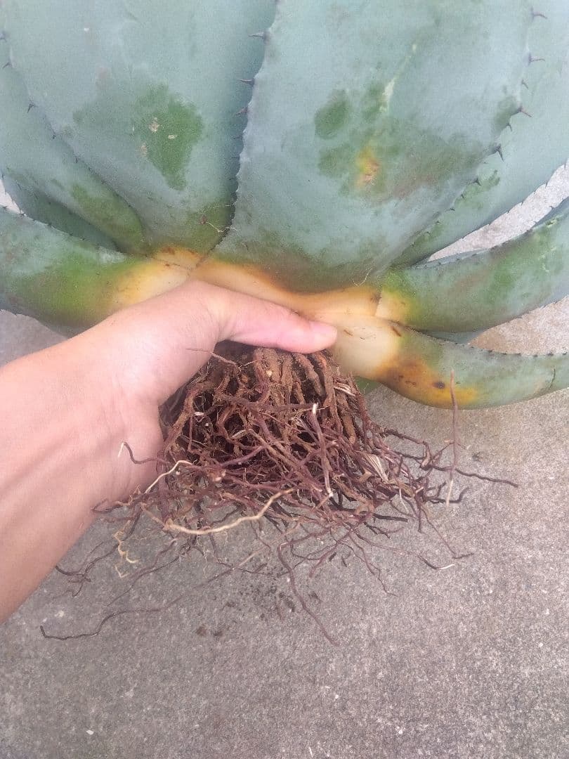 アガベ　姫吉祥天　特大43センチ❗