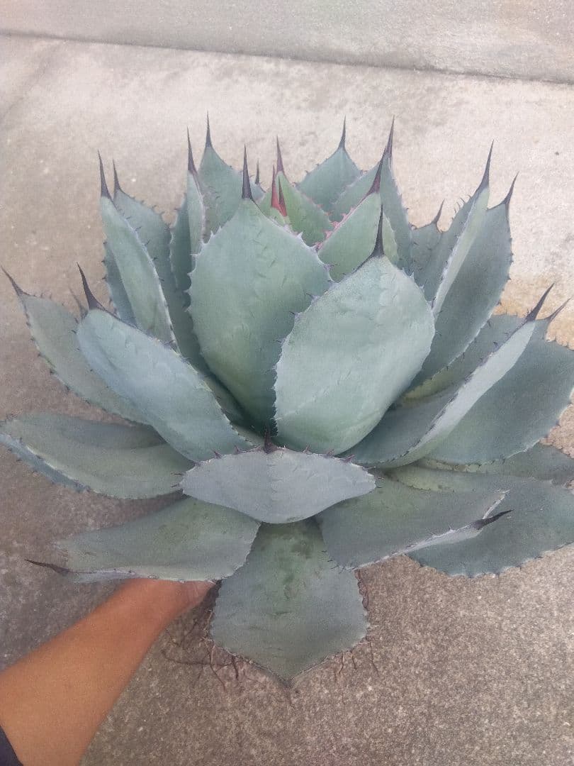 アガベ　姫吉祥天　特大43センチ❗
