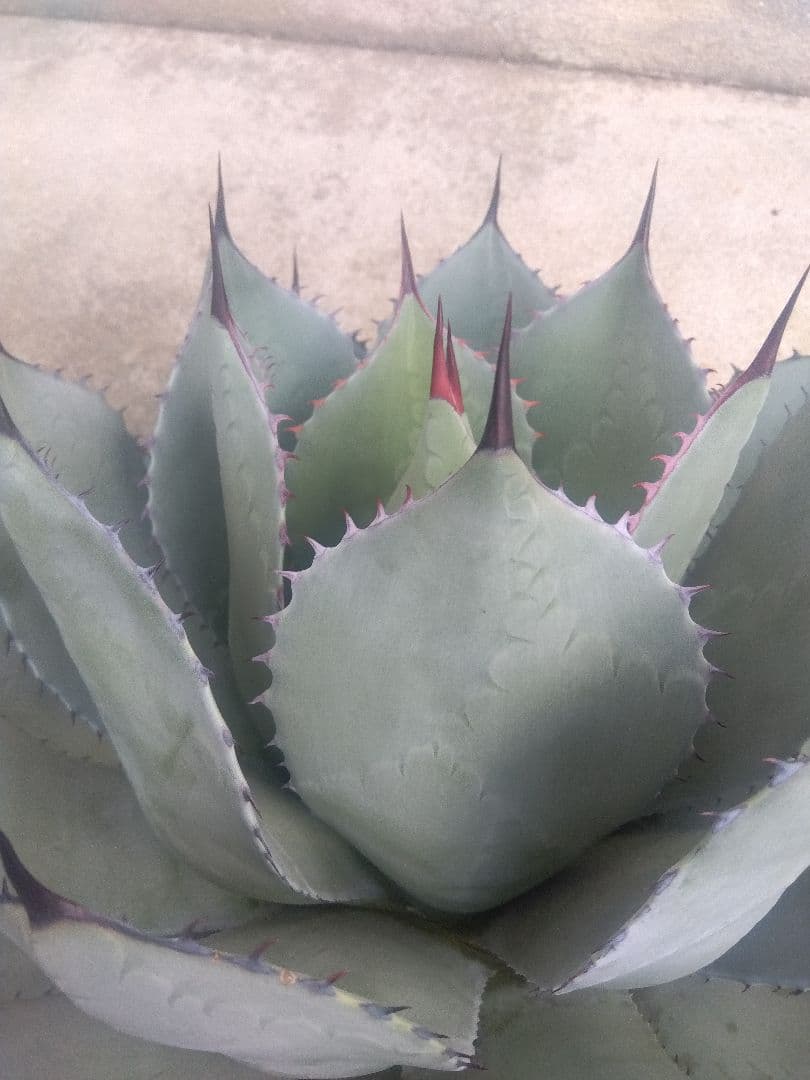 アガベ　姫吉祥天　特大43センチ❗