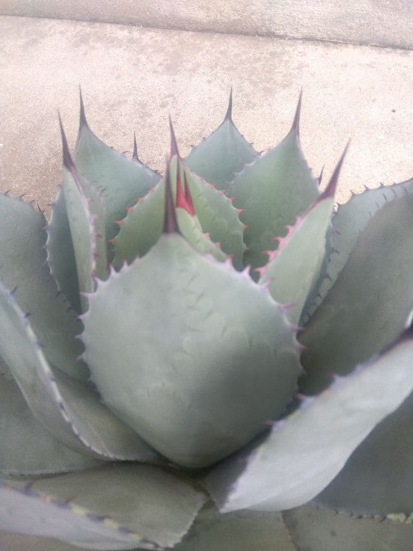 アガベ　姫吉祥天　特大43センチ❗