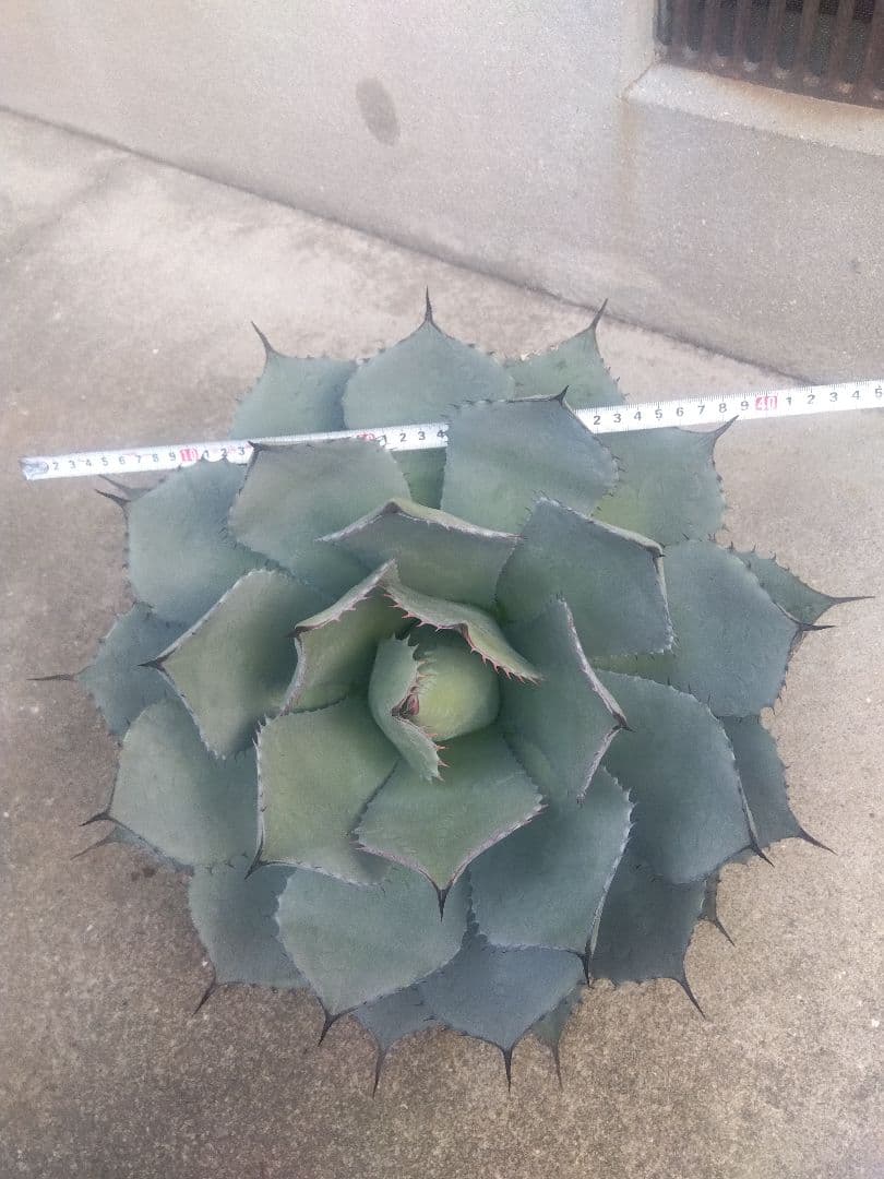アガベ　姫吉祥天　特大43センチ❗