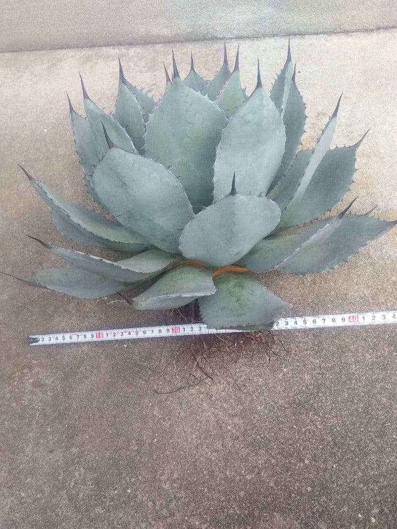アガベ　姫吉祥天　特大43センチ❗