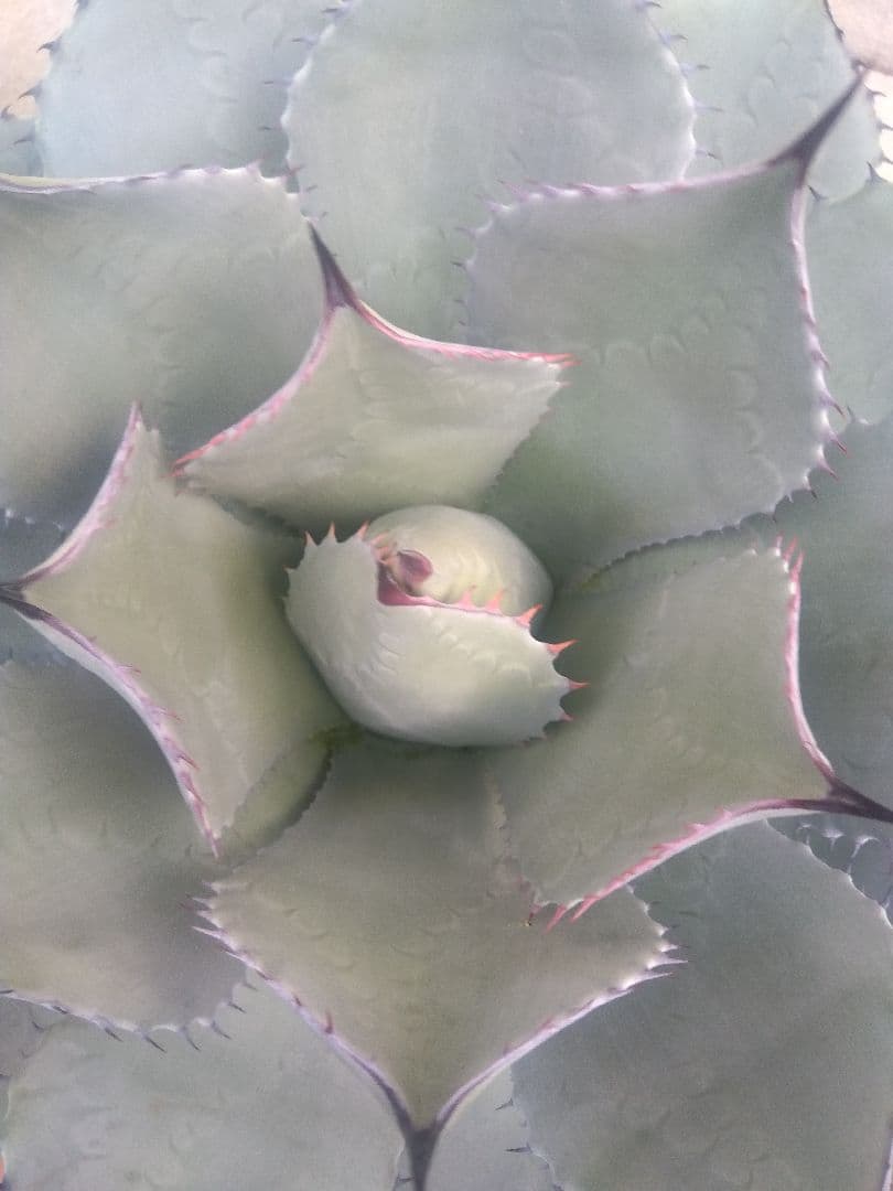 アガベ　姫吉祥天　特大43センチ❗