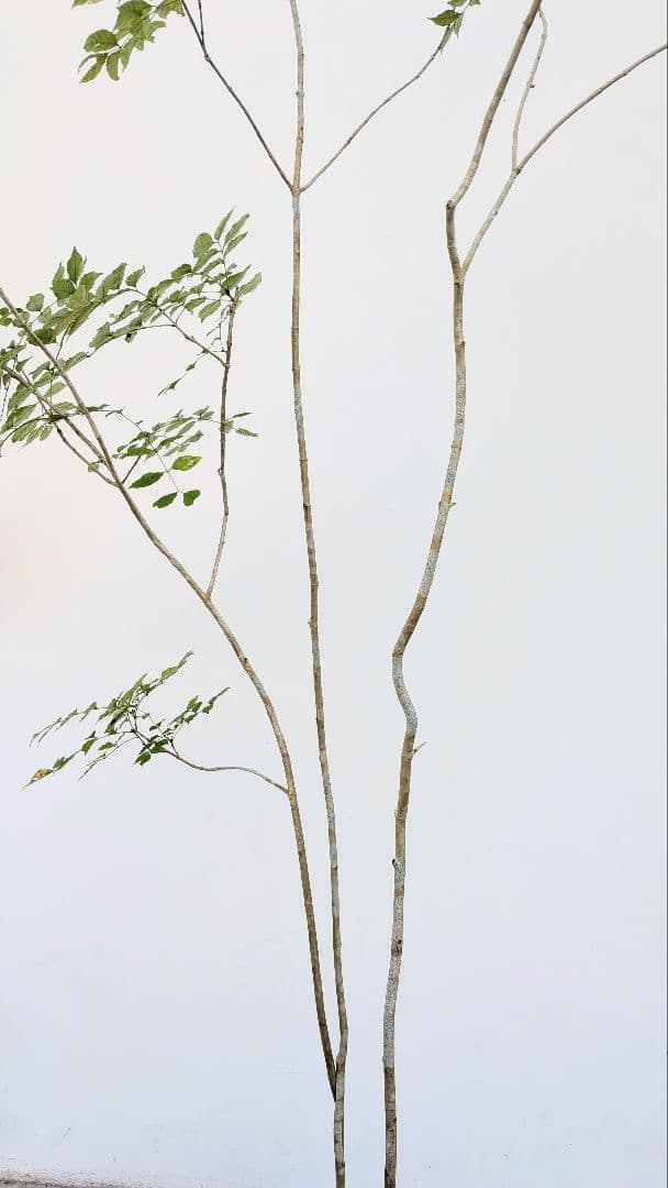 3m弱。山採りアオダモ。