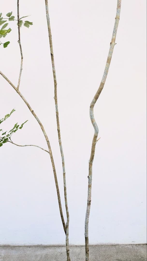 3m弱。山採りアオダモ。