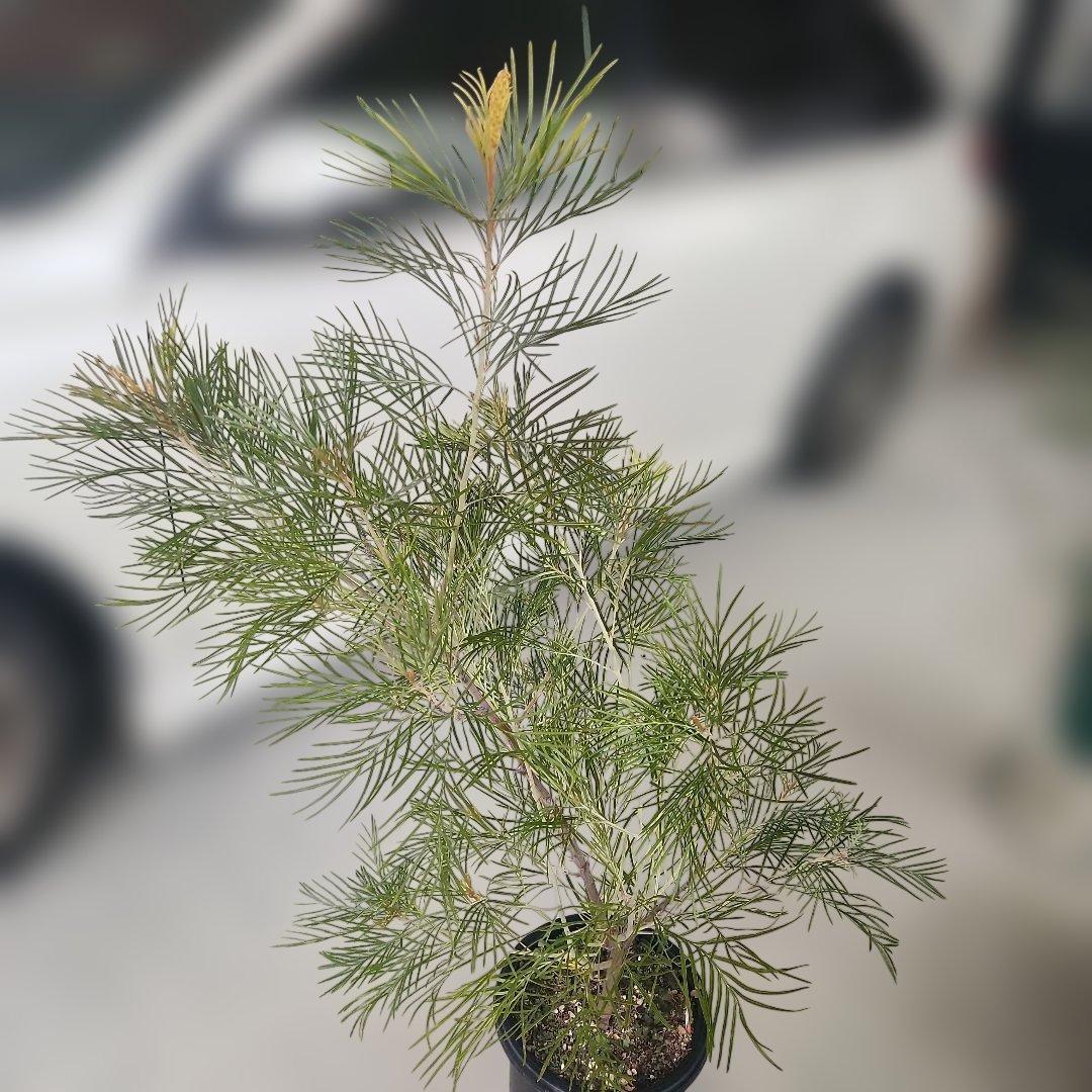 グレビレア・スパイダーマン8号