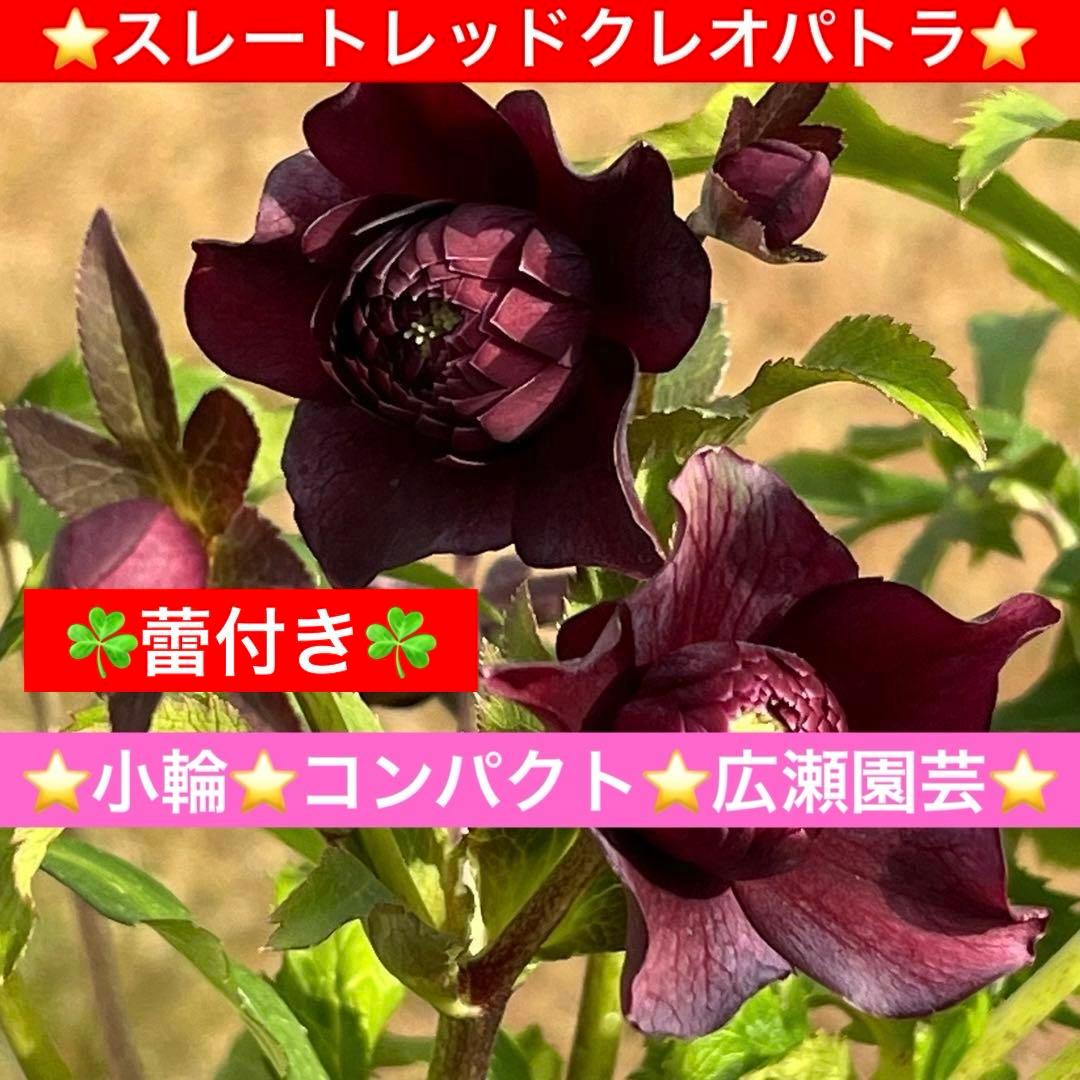 の*ん様 ☘️蕾付き☘️3394⭐️小輪⭐️スレートレッドクレオパトラ⭐️コンパ