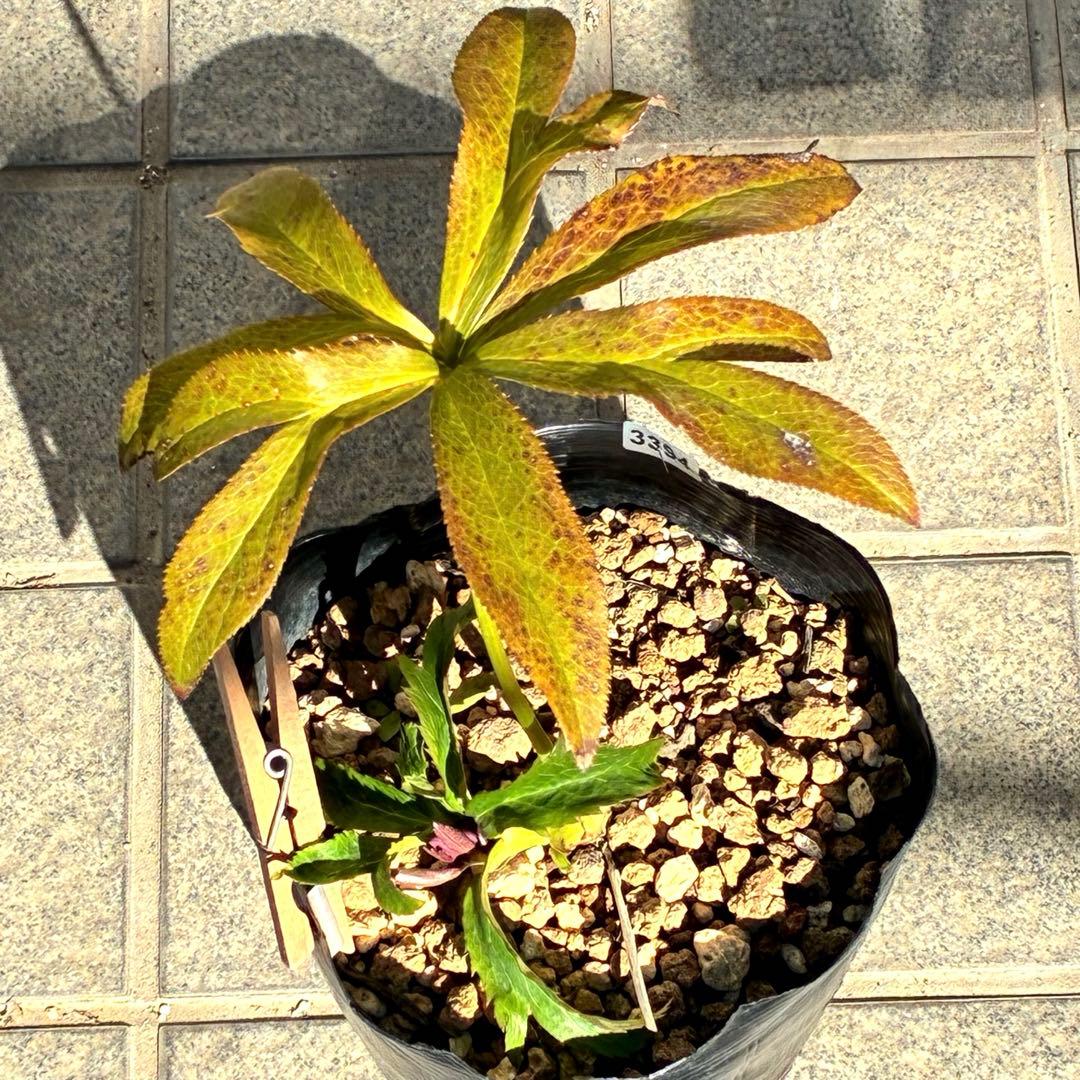 の*ん様 ☘️蕾付き☘️3394⭐️小輪⭐️スレートレッドクレオパトラ⭐️コンパ