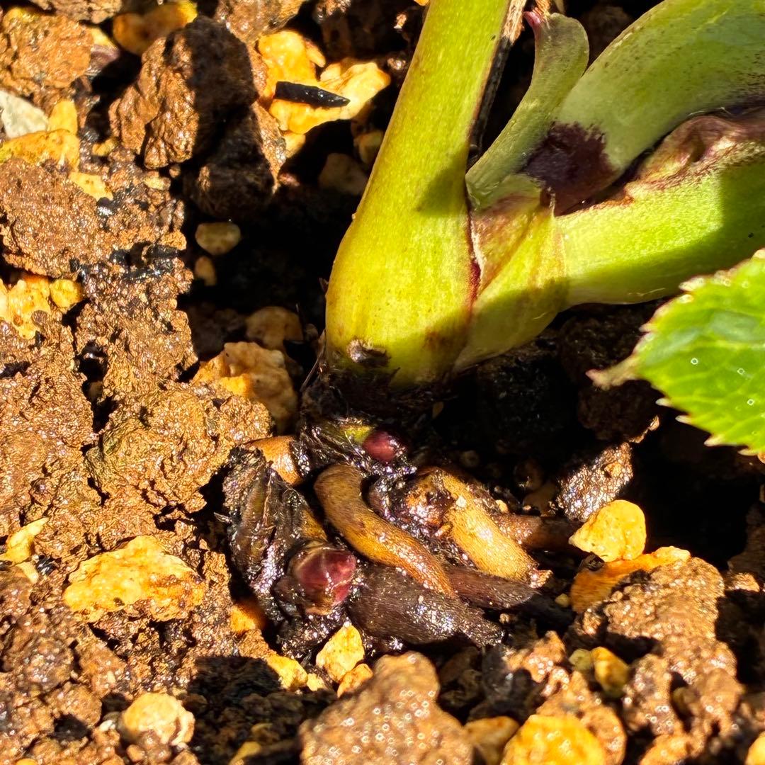 の*ん様 ☘️蕾付き☘️3394⭐️小輪⭐️スレートレッドクレオパトラ⭐️コンパ