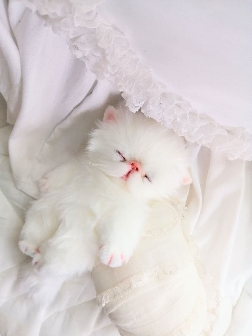 ポッケにゃん♡おねむ♡エキゾチック子猫ちゃん♡アートドール♡ぬいぐるみ♡