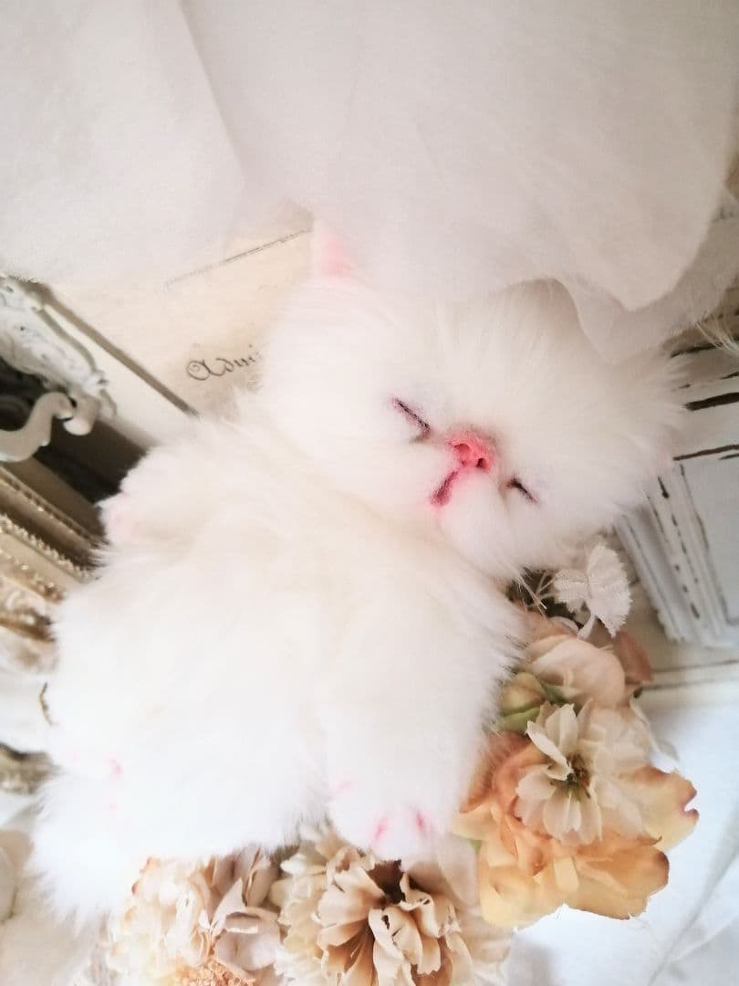 ポッケにゃん♡おねむ♡エキゾチック子猫ちゃん♡アートドール♡ぬいぐるみ♡