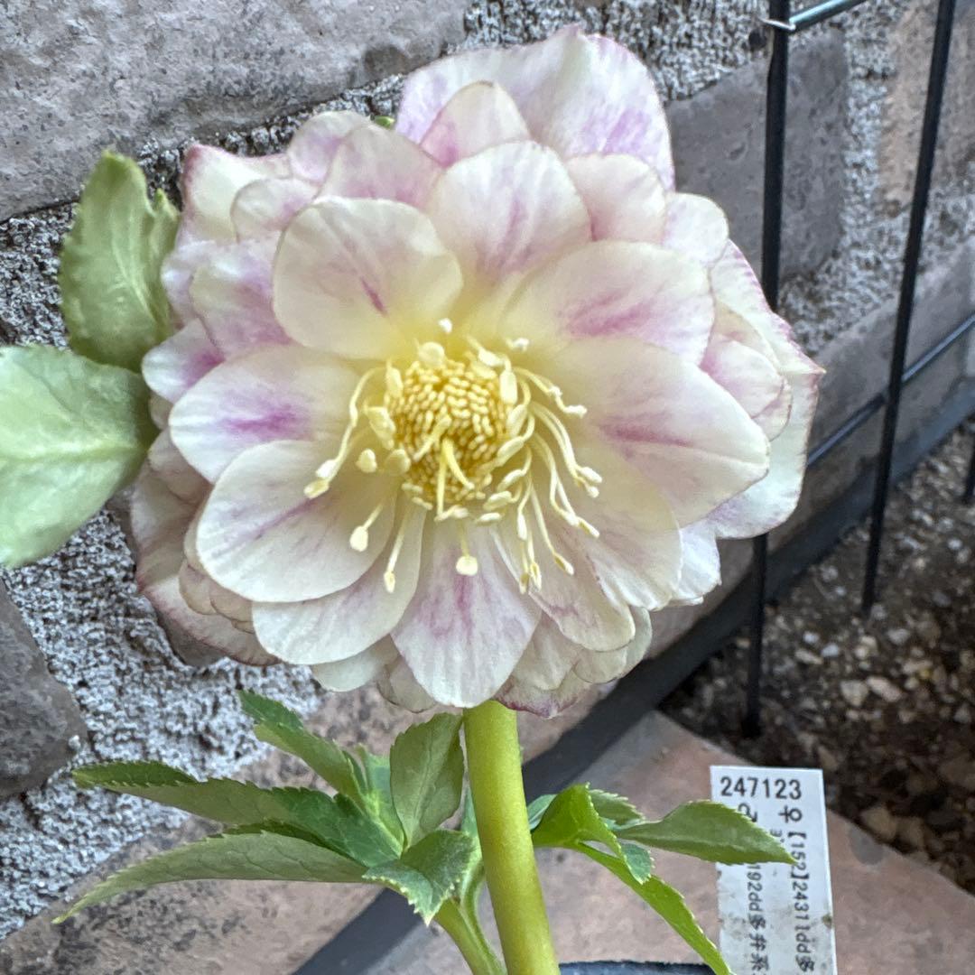 クリスマスローズ・プリマヴェーラゴールド