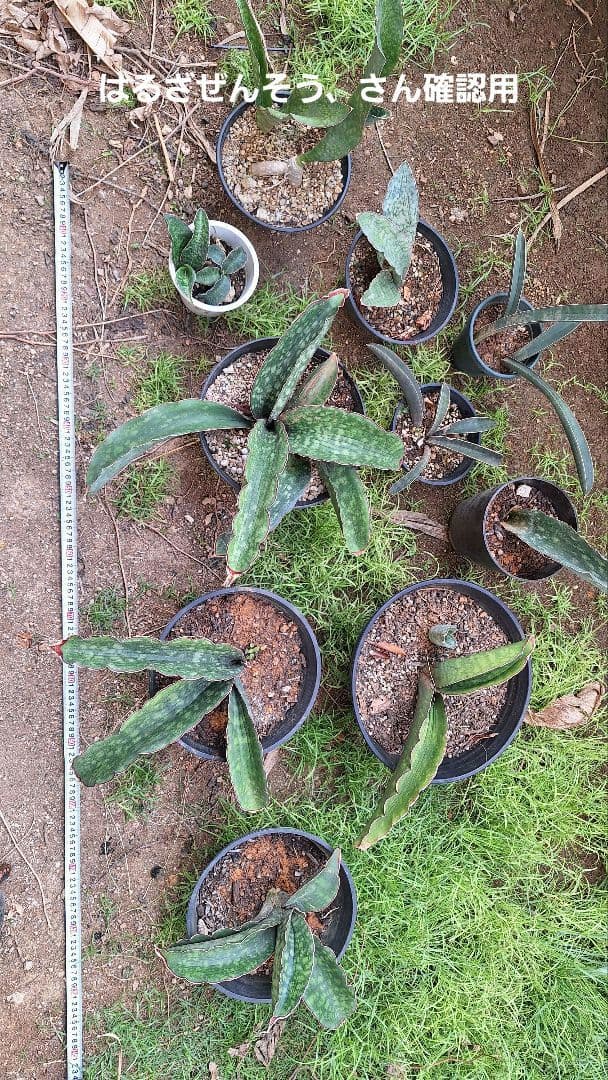 はるざぜんそう、さん確認用