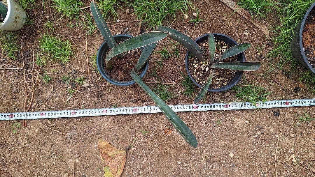 はるざぜんそう、さん確認用