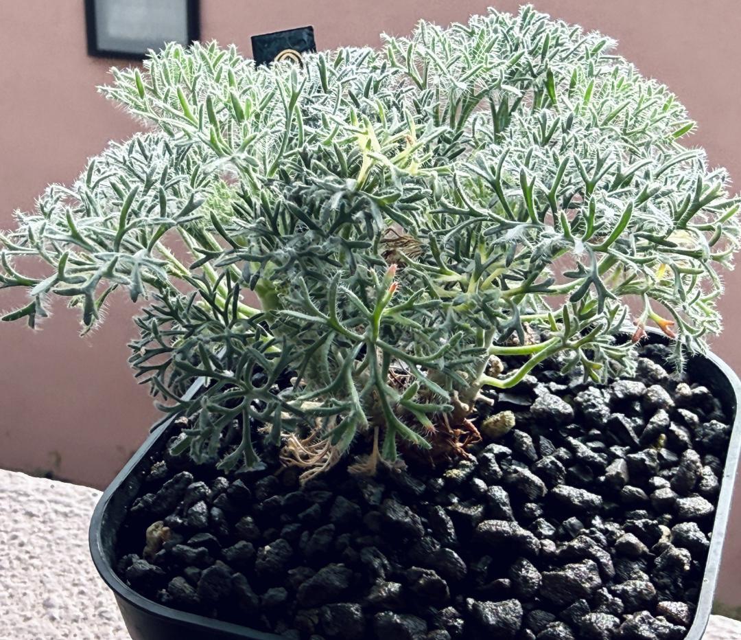 モンソニア ムルチフィダ（旧サルコカウロン） 塊根植物 ふわふわ銀葉