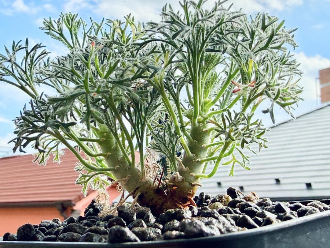 モンソニア ムルチフィダ（旧サルコカウロン） 塊根植物 ふわふわ銀葉