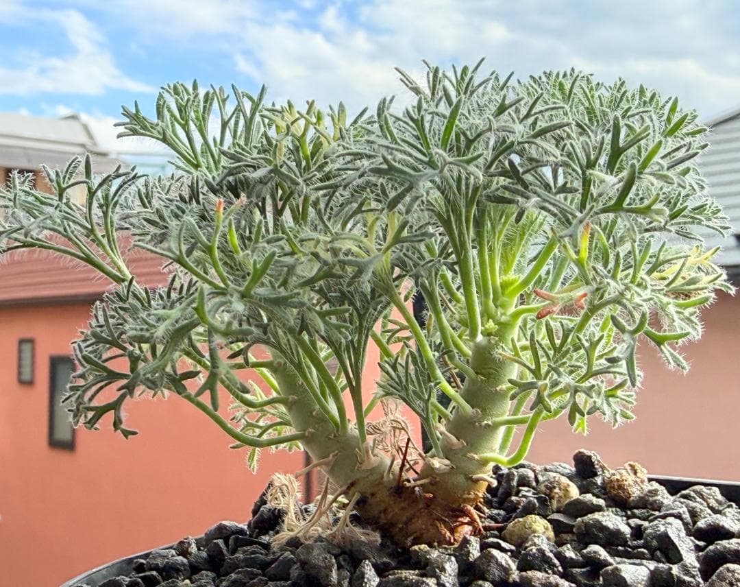 モンソニア ムルチフィダ（旧サルコカウロン） 塊根植物 ふわふわ銀葉