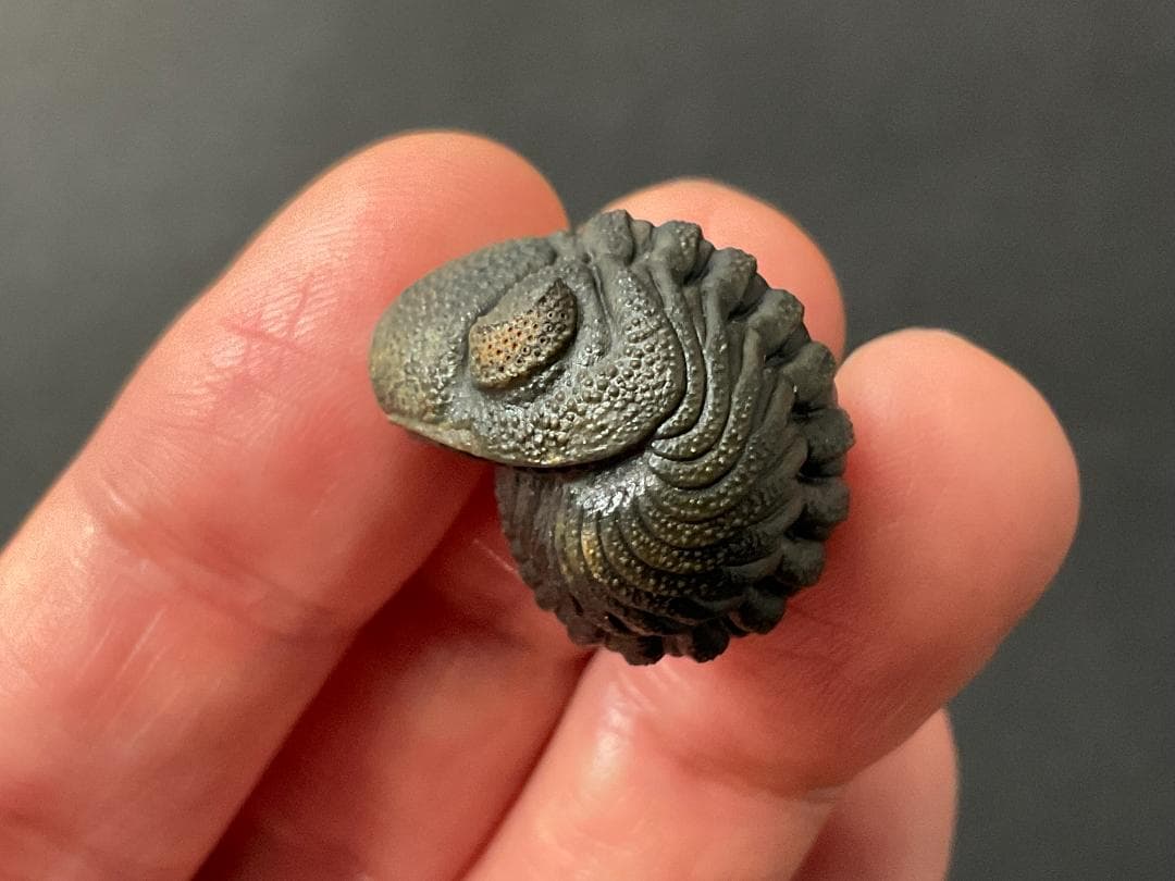 ファコプス 化石 [PH66] 三葉虫