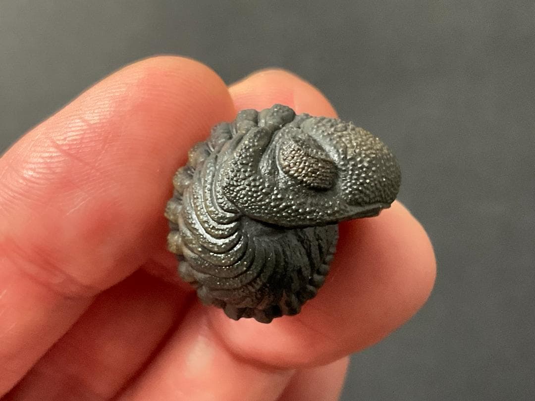 ファコプス 化石 [PH66] 三葉虫