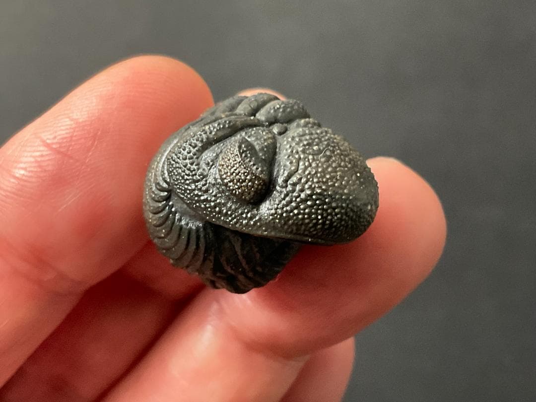 ファコプス 化石 [PH66] 三葉虫