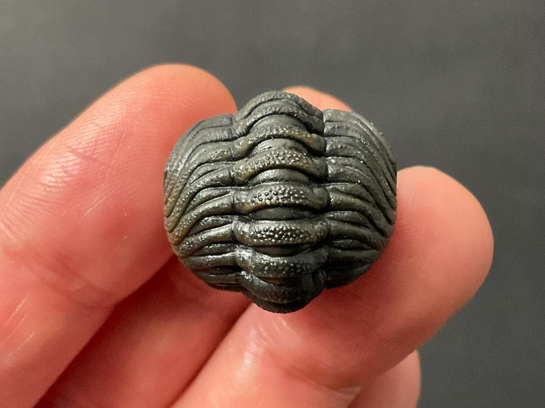 ファコプス 化石 [PH66] 三葉虫