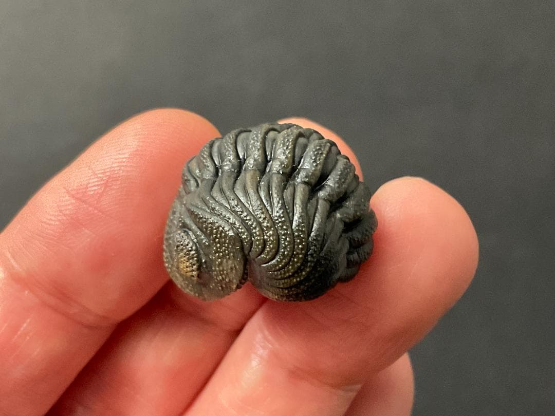 ファコプス 化石 [PH66] 三葉虫