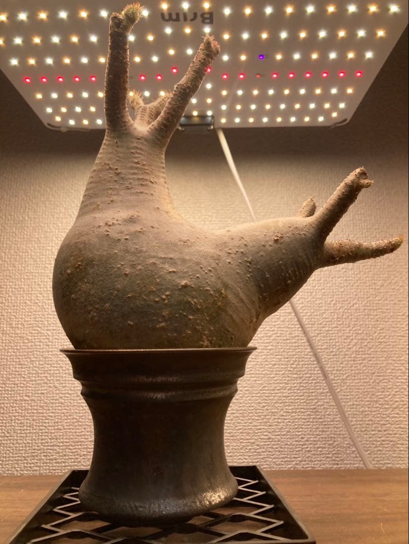 パキポディウム・グラキリス