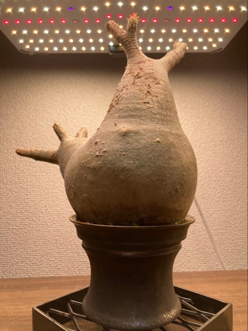 パキポディウム・グラキリス