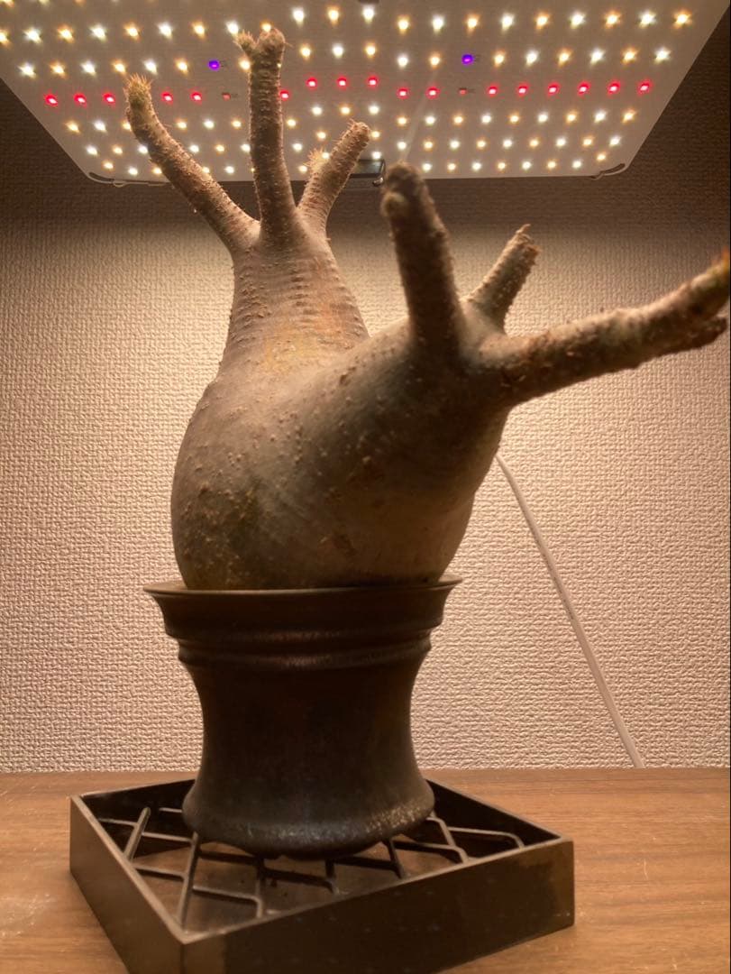 パキポディウム・グラキリス