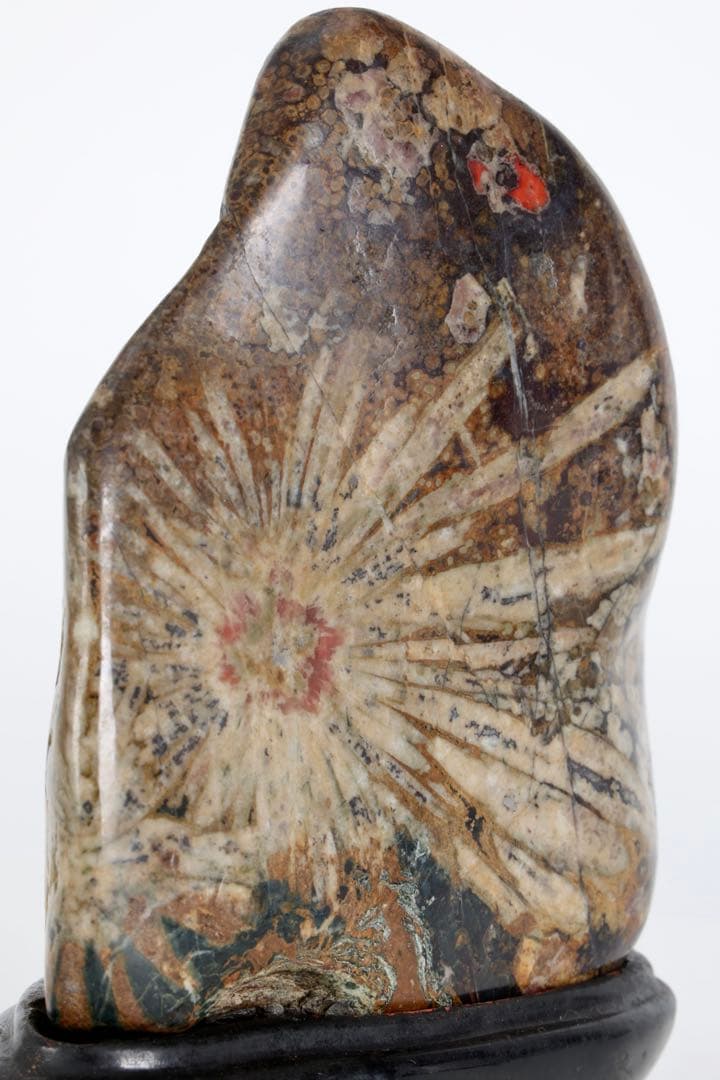 根尾谷 菊花石 サバ菊 八重一輪 紋石 共箱 台座付 872g 鑑賞石 水石