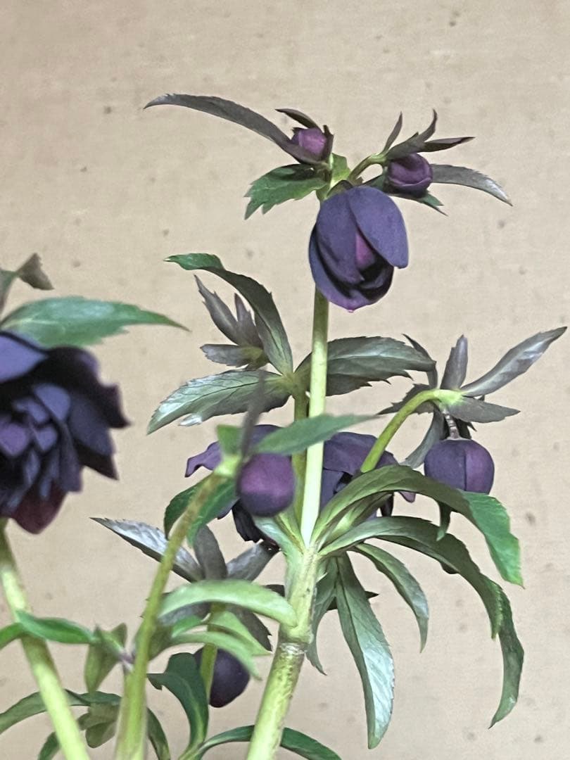 クリスマスローズ 広瀬園芸