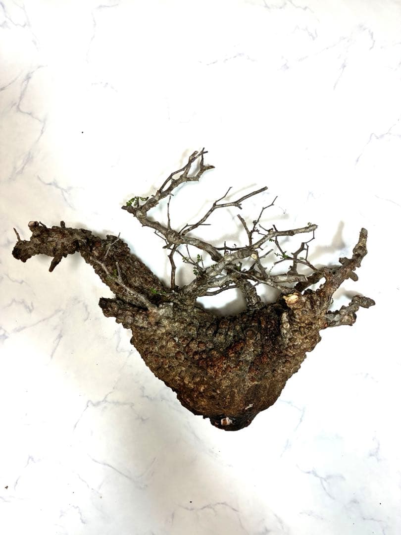 オペルクリカリアパキプス　ベアルート株