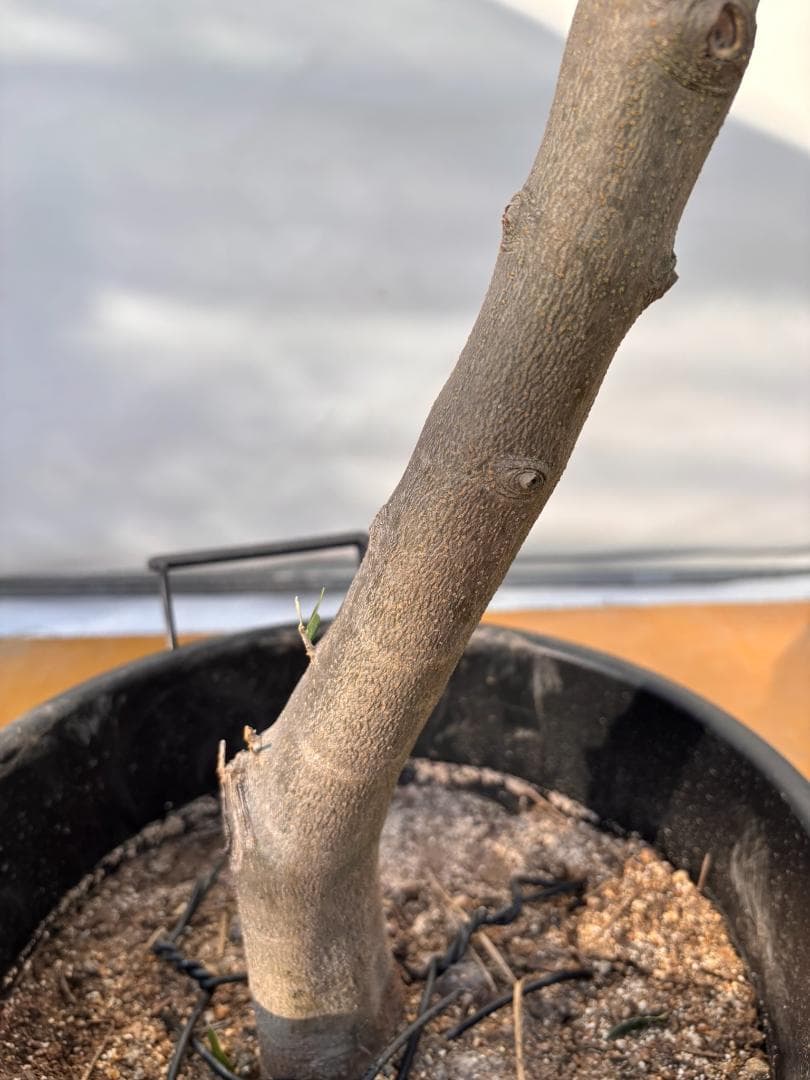 オリーブの木　コレッジョラ　約180cm　NO.2027　大型　現品掲載