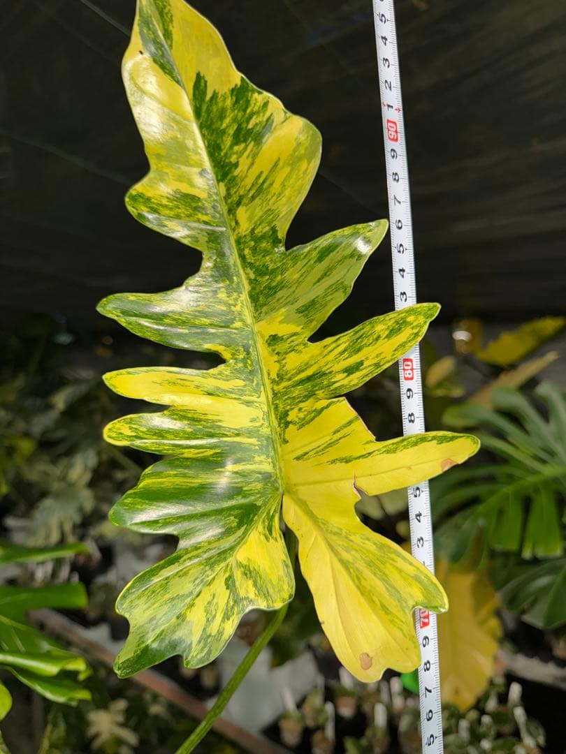 KN10 フィロデンドロン　キティナ　健康カット苗