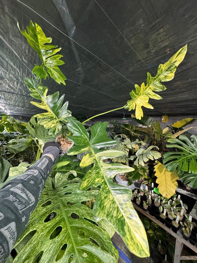 KN10 フィロデンドロン　キティナ　健康カット苗