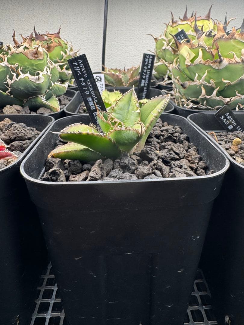 アガベ チタノタ 悪魔くんbakemono