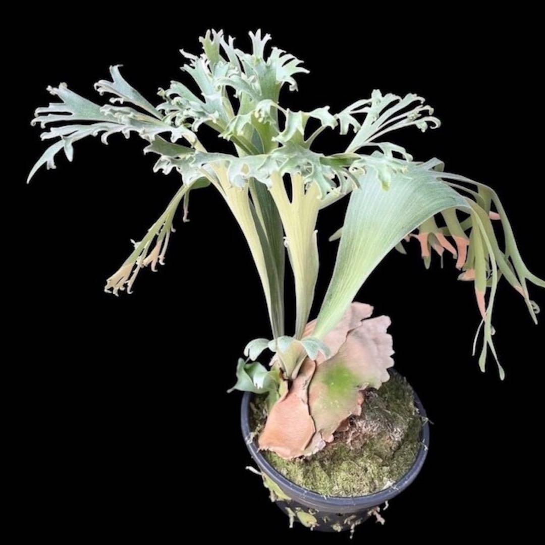 ビカクシダ P.bifurcatum Popcorn (pup)