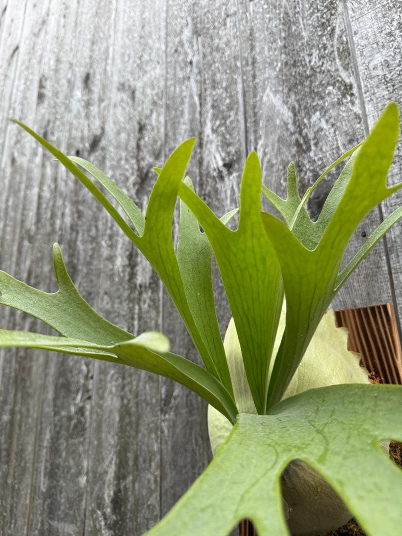 ビカクシダ P.bifurcatum Popcorn (pup)