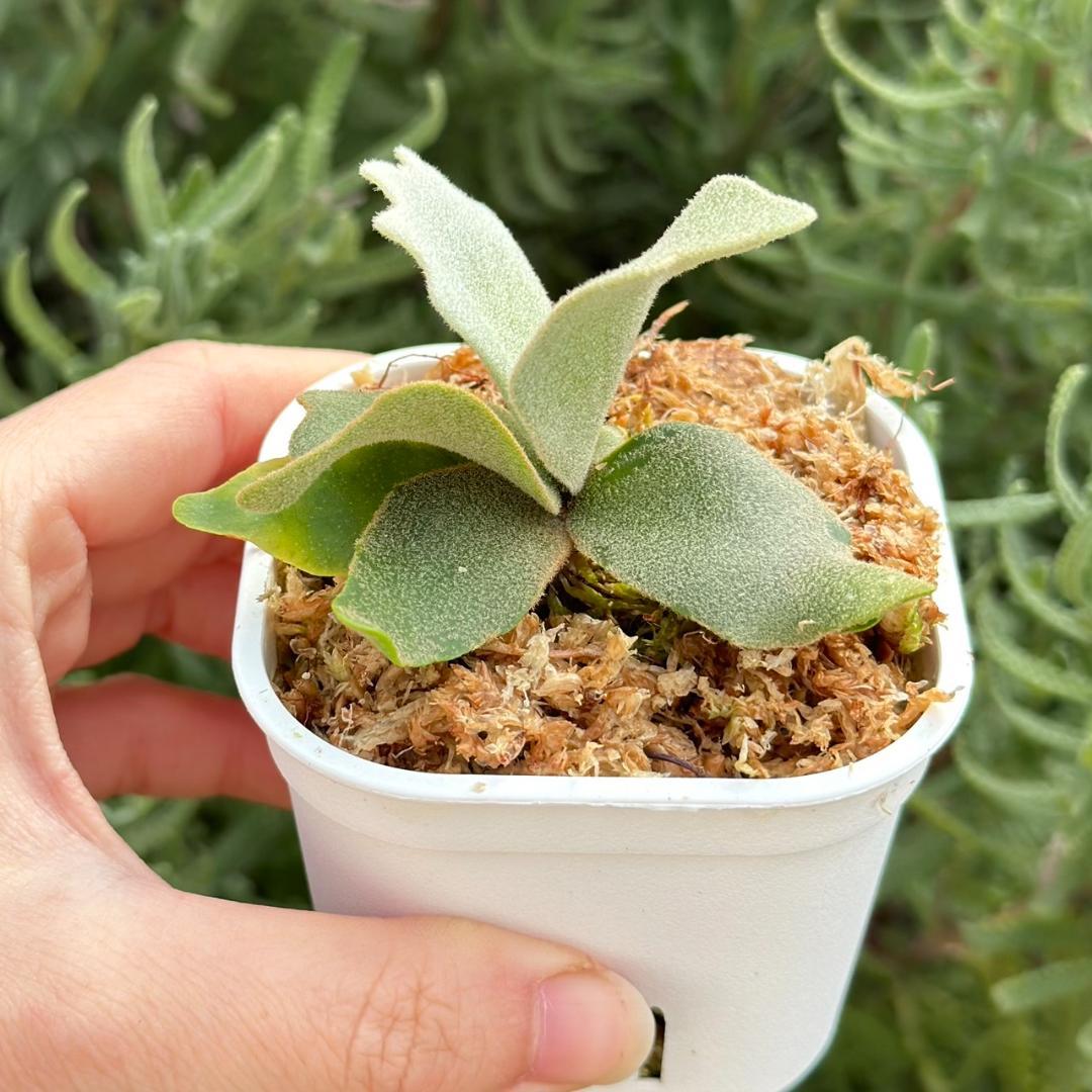 ビカクシダ P. willinckii Elves x P. OMG sporeling