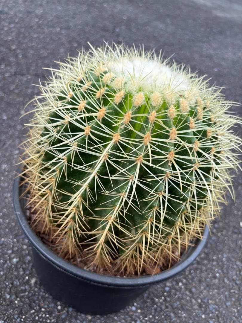 エキノカクタス　グルソニー　キンシャチ　金鯱