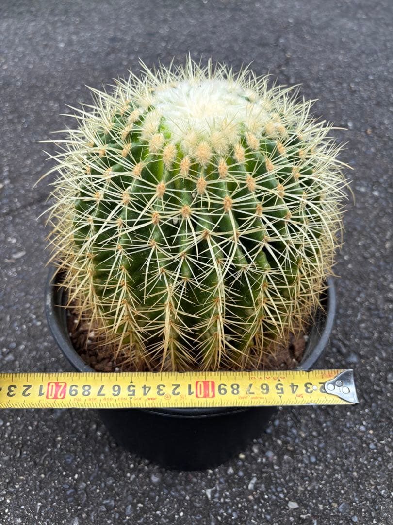 エキノカクタス　グルソニー　キンシャチ　金鯱