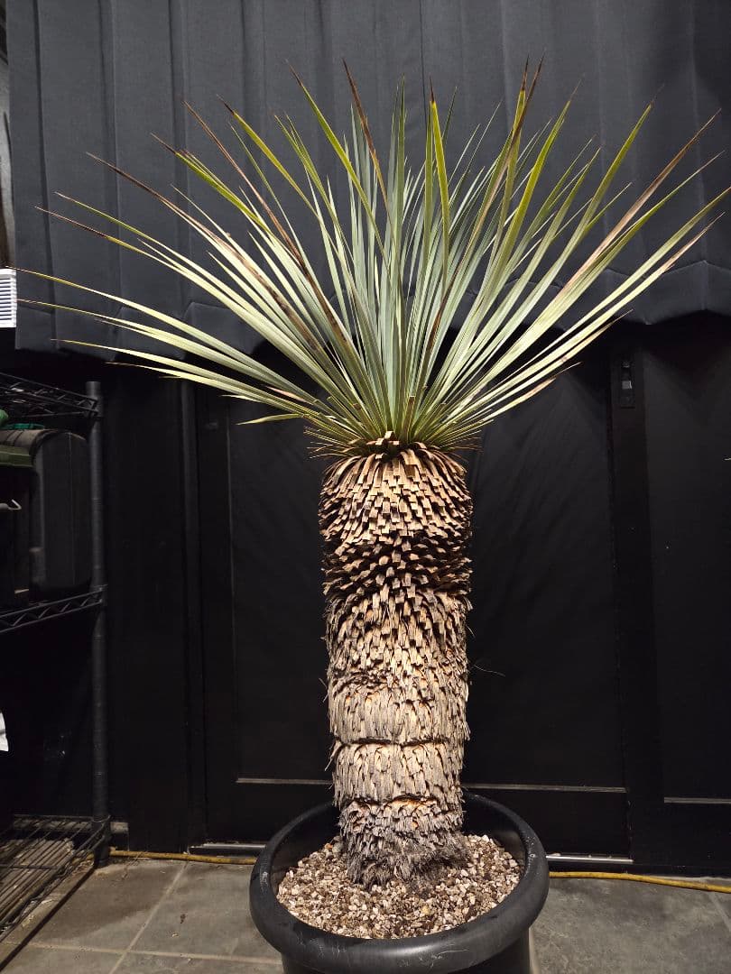 専用出品 特割 ユッカロストラータ 太株 (き)