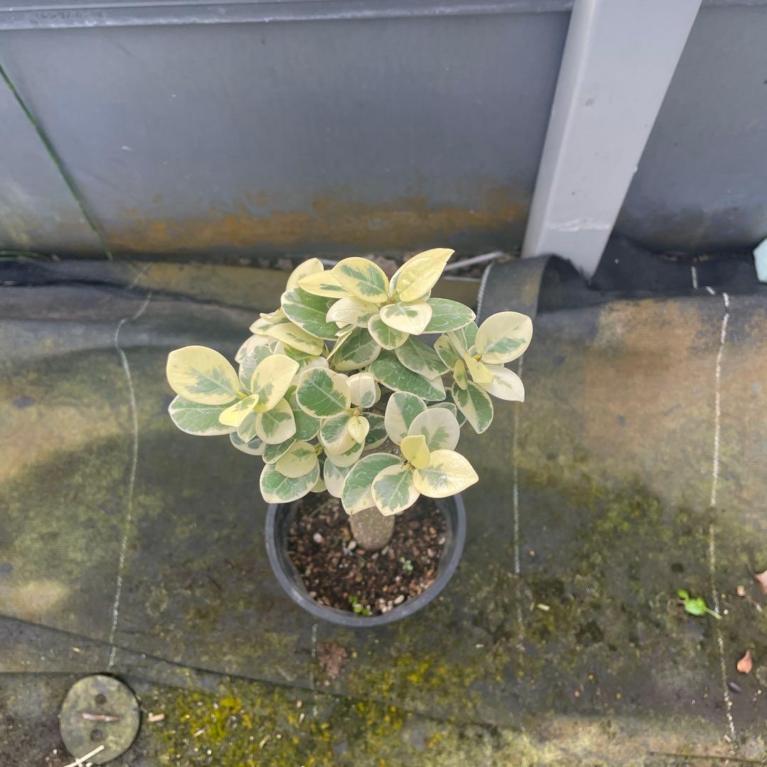 パンダガジュマル　斑入り　接木　希少　3.5号サイズ