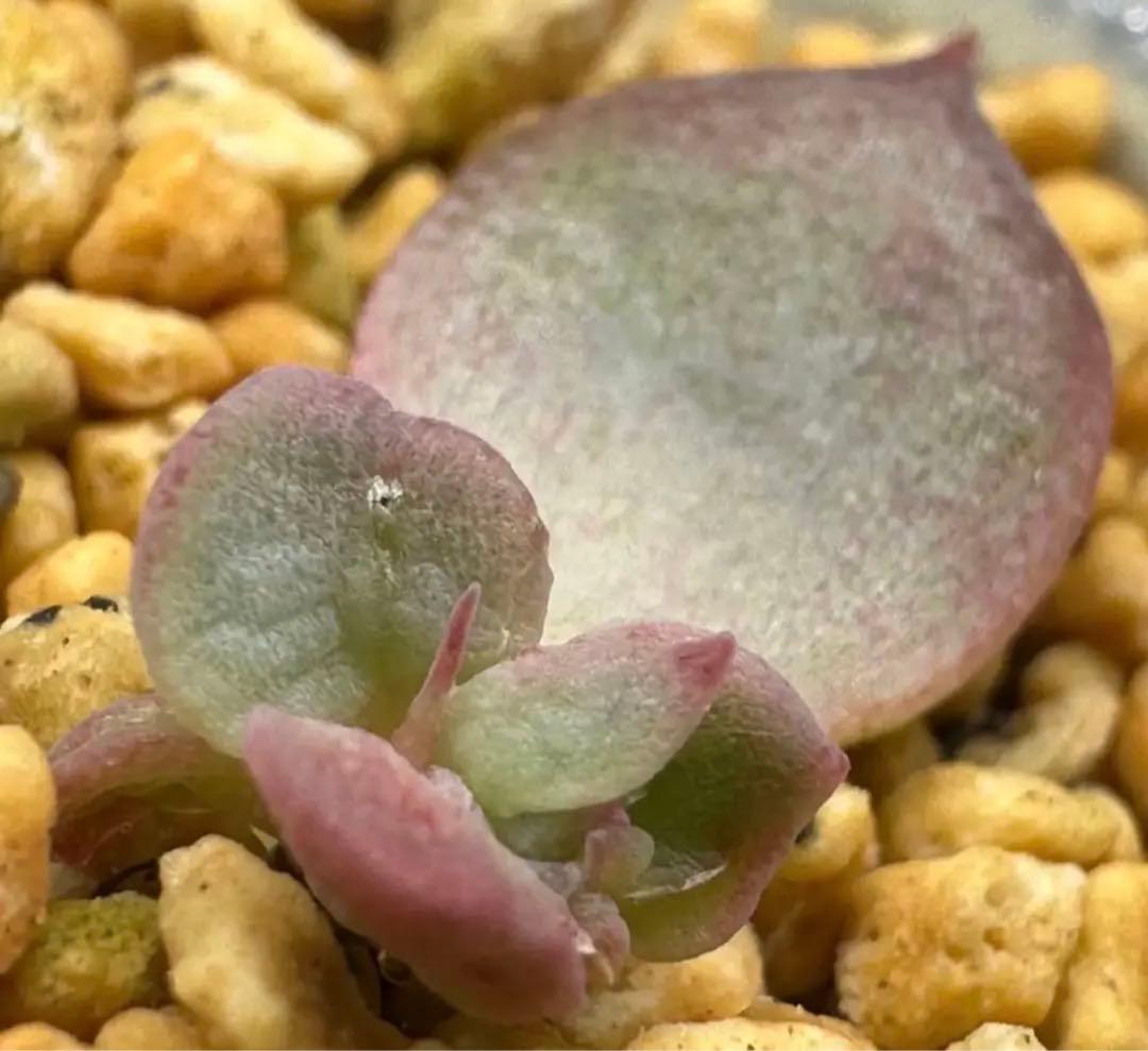 ❤️専用❤️★F✨メルカリ便✨❤️中里リンゼアナ 実生❤️札なし　カット発根管理中♪