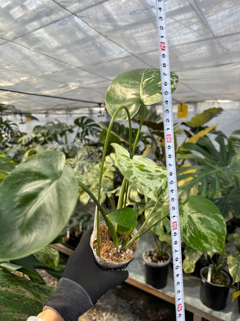 VC1 モンステラ・デリシオーサ ベトシオーサ 2成長点株