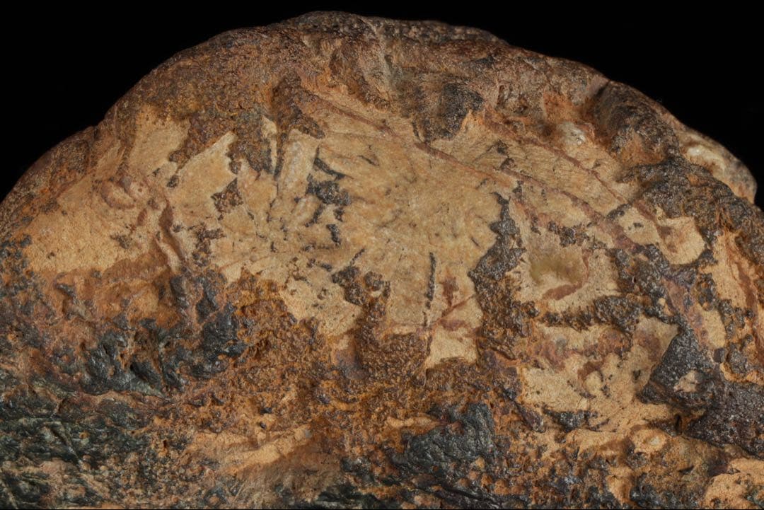 菊花石 紋石 台座 箱付 769g 鑑賞石 原石 自然石 美石 水石 盆石 飾石